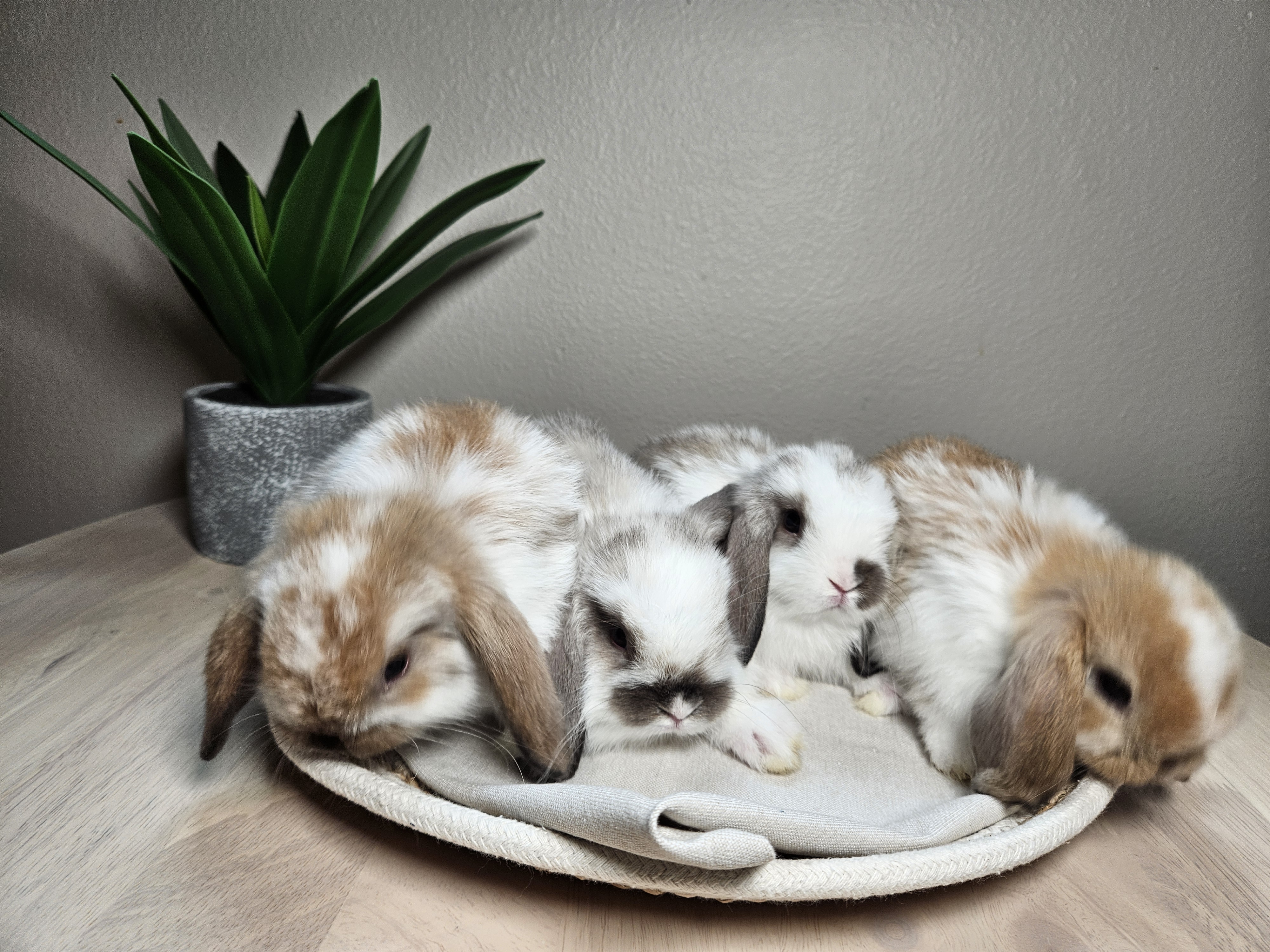 Group of Holland Lop bunnies